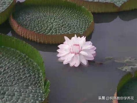 蓮花種植水深